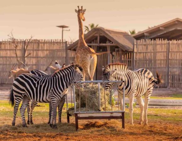 Dubai Safari Park