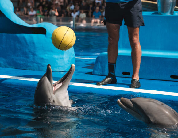 Dolphin Show
